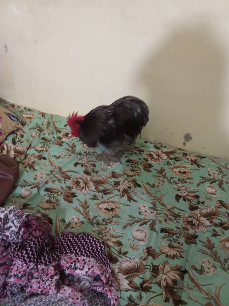 Bantam Rooster 1