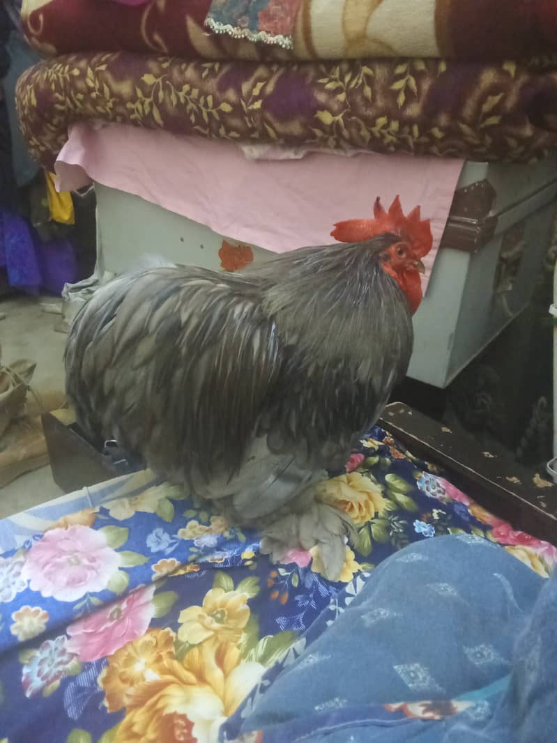 Bantam Rooster 2