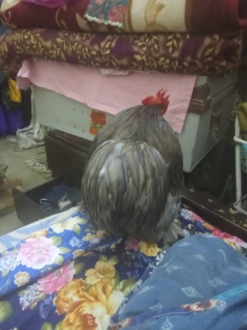 Bantam Rooster 3