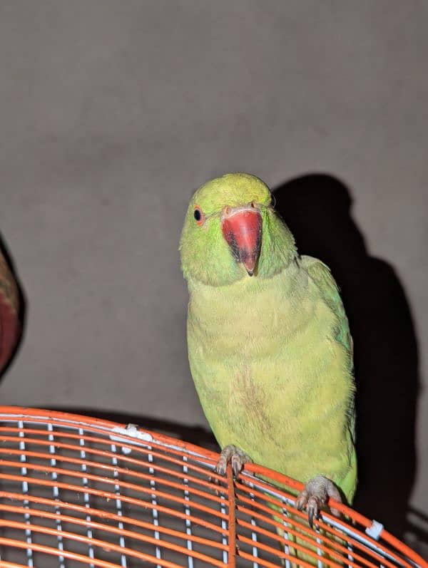 female green parrot 0