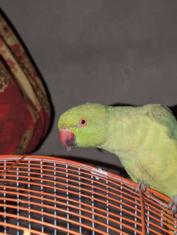 female green parrot 1