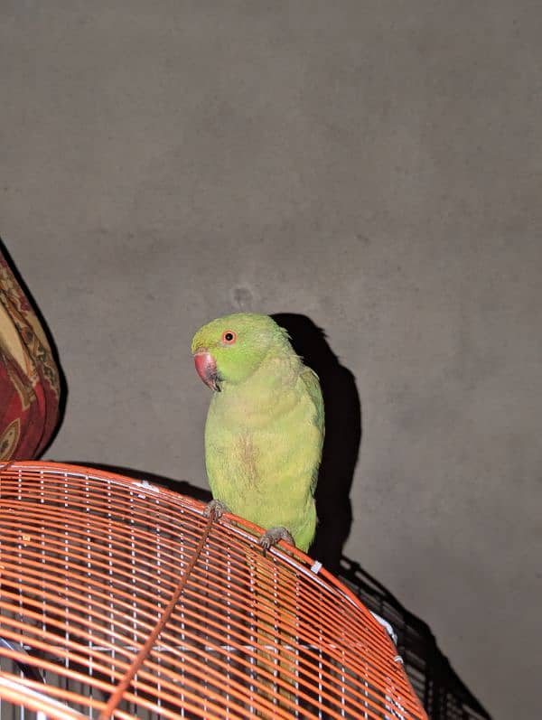 female green parrot 2