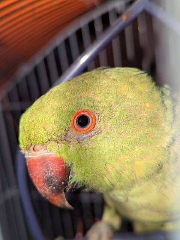 female green parrot 4