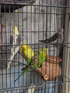 parrot and cage full setup