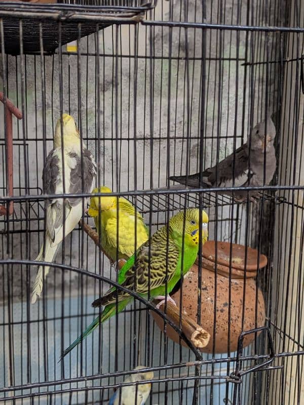 parrot and cage full setup 0