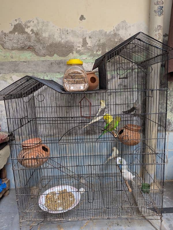 parrot and cage full setup 1