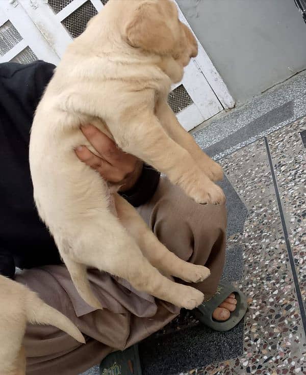 Labrador British 3