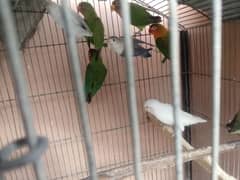 All Type of Love birds Urgent for sale