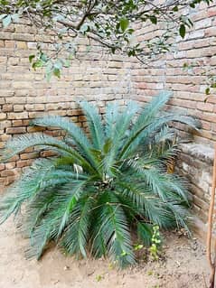 kangi Palm plant for sale ( Soga Palm )