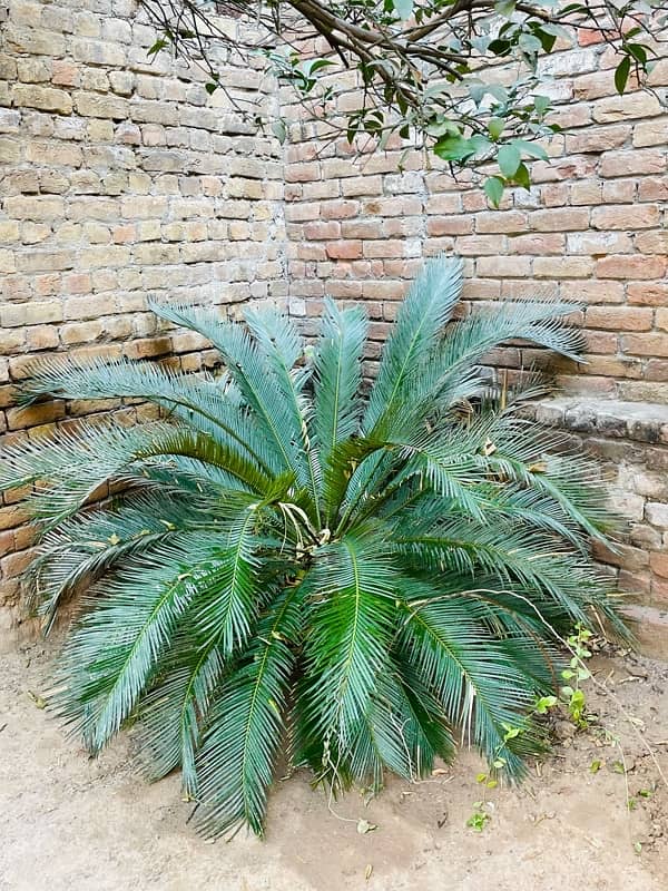 kangi Palm plant for sale ( Soga Palm ) 1