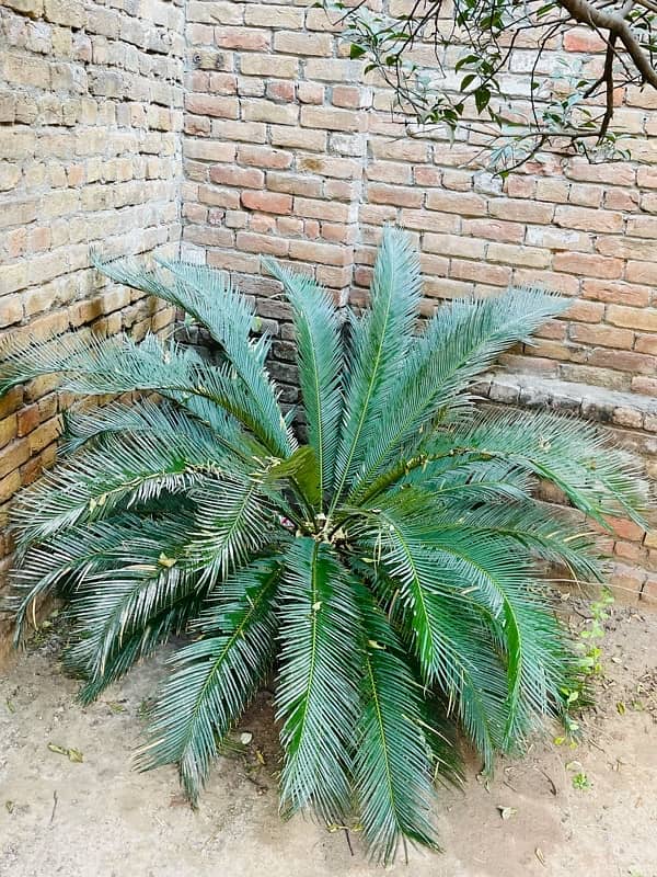 kangi Palm plant for sale ( Soga Palm ) 2