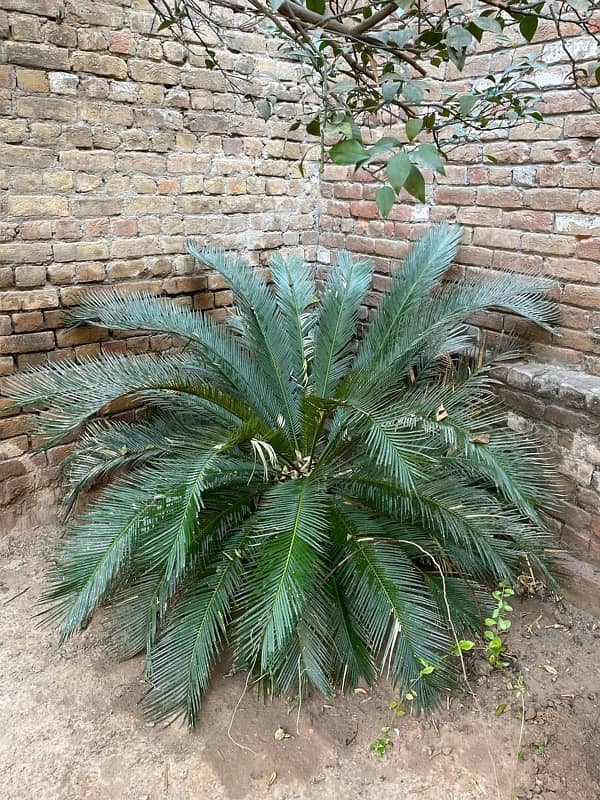 kangi Palm plant for sale ( Soga Palm ) 4