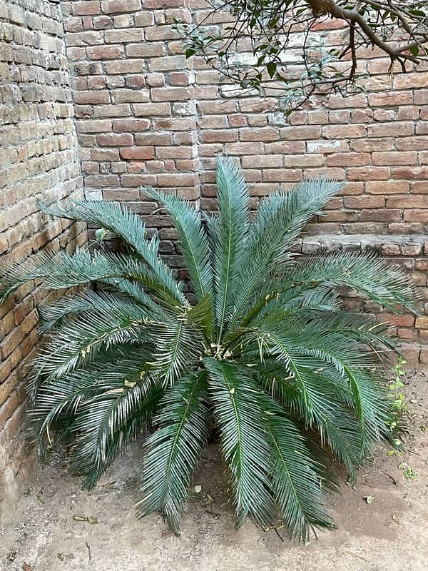 kangi Palm plant for sale ( Soga Palm ) 6