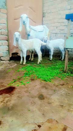 bakra | bakri | lailpuri Bakri | bakri kids | Goats.