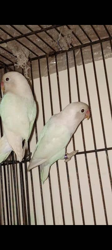 Love birds and Cage's 03234586913 1