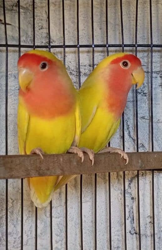 Love birds and Cage's 03234586913 6