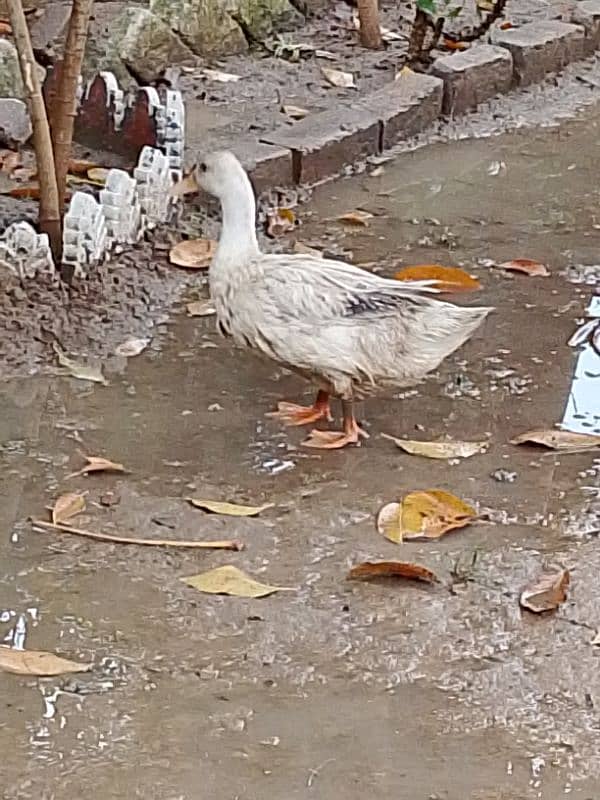 white duck 2