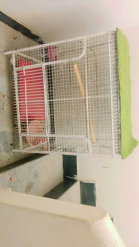 Big Size New color Cage. Whatsapp (03257047285) 1