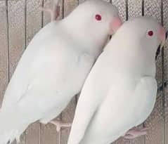 albino red eyes