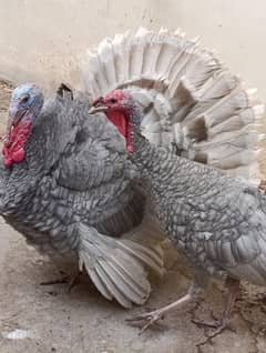 Blue Slaty Turkey Pairs