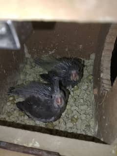 Cocktail chicks for hand tame