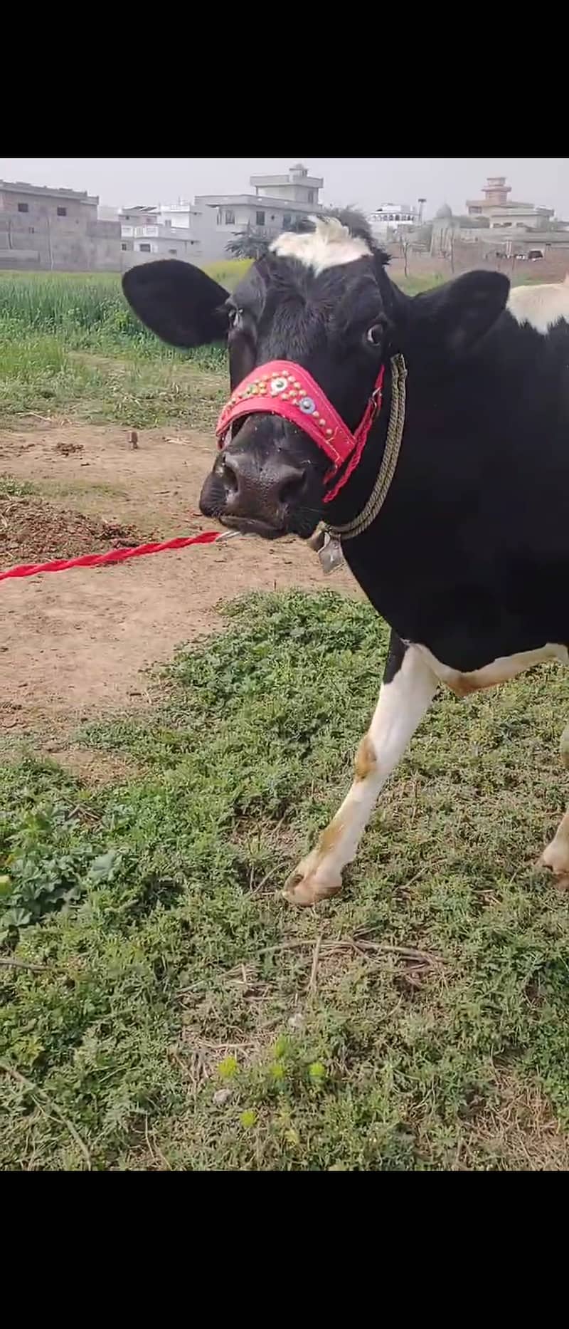 Milking cow friesian 1