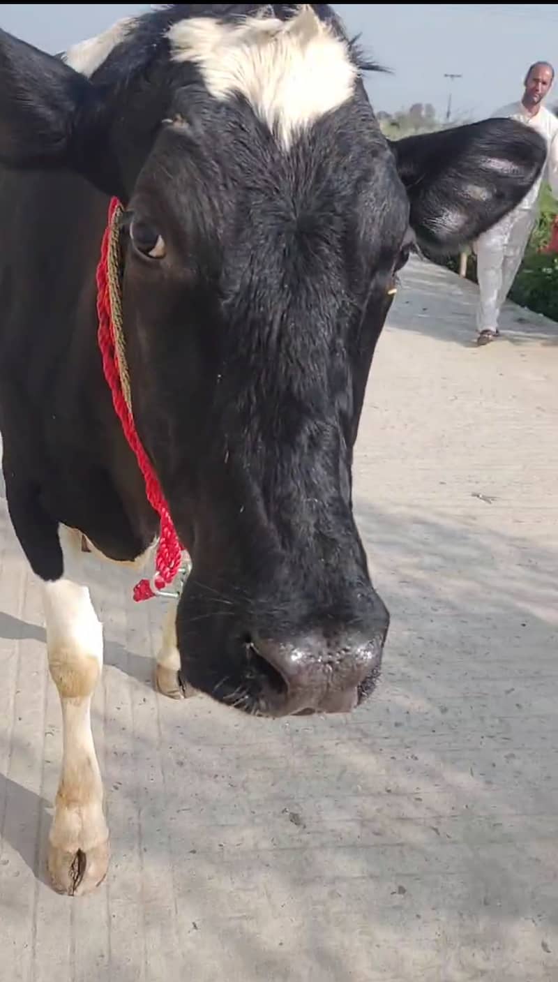 Milking cow friesian 2