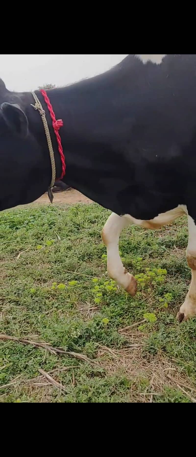 Milking cow friesian 3