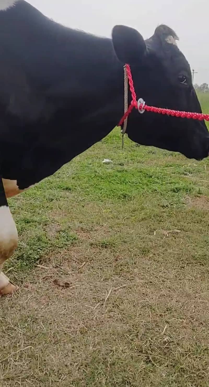 Milking cow friesian 4