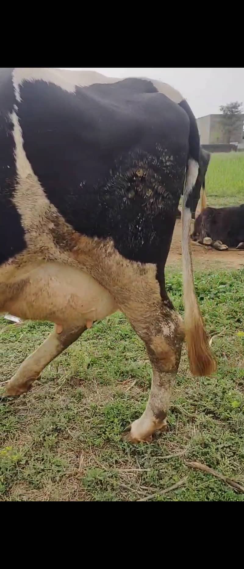 Milking cow friesian 7