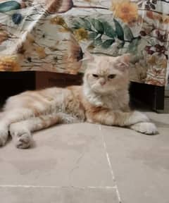 Selling male persion cat