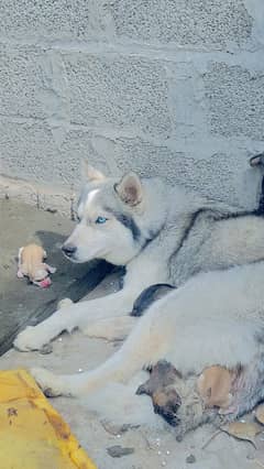 2 pairs Siberian husky babies