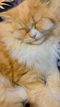 Pure Persian Triple Coated Ginger Doll face Male Cat