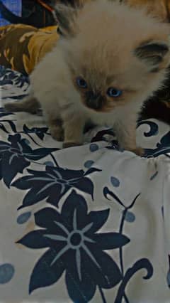 Siamese cat 1 and 1/2 month female and males