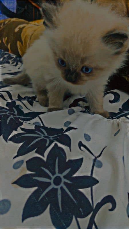 Siamese cat 1 and 1/2 month female and males 0