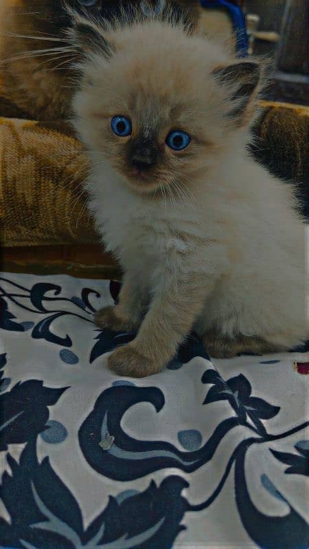 Siamese cat 1 and 1/2 month female and males 3