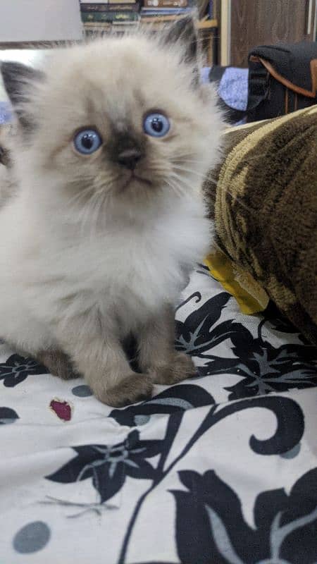 Siamese cat 1 and 1/2 month female and males 8