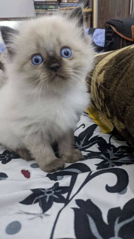 Siamese cat 1 and 1/2 month female and males 13