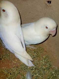 Albino Red eye bridar pair