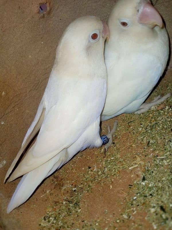 Albino Red eye bridar pair 2