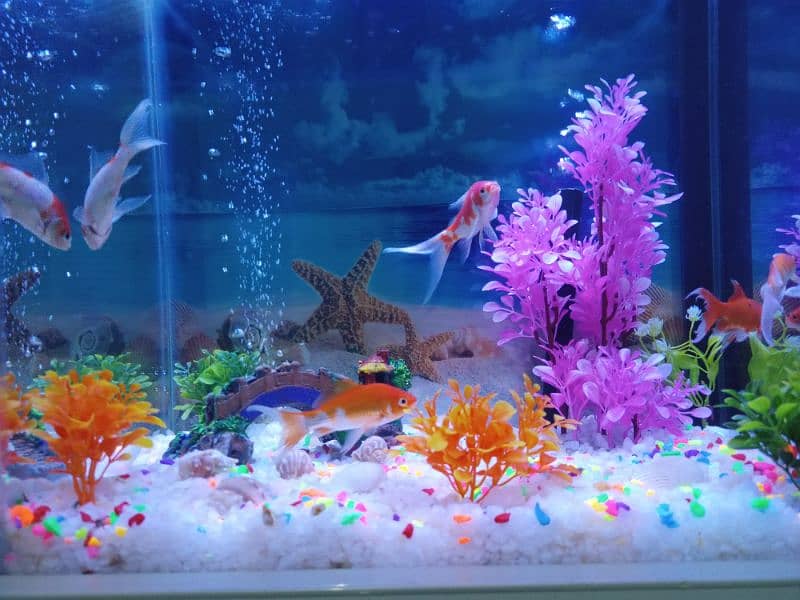 New Aquarium with Fishes 10/10 condition 2