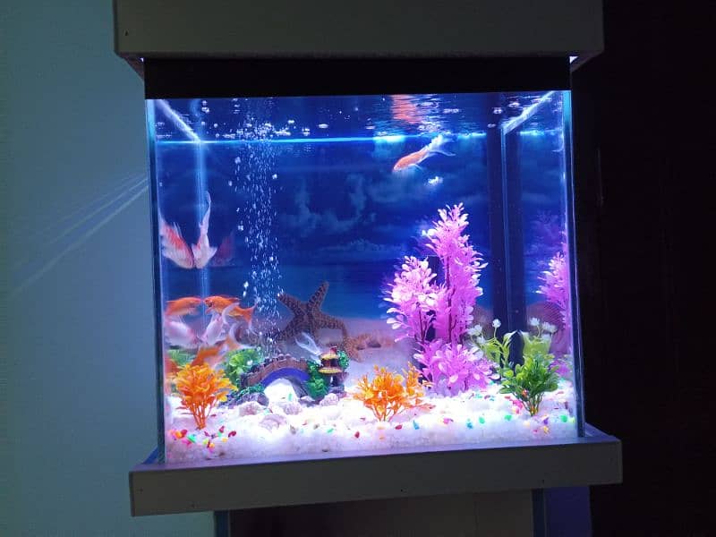 New Aquarium with Fishes 10/10 condition 3