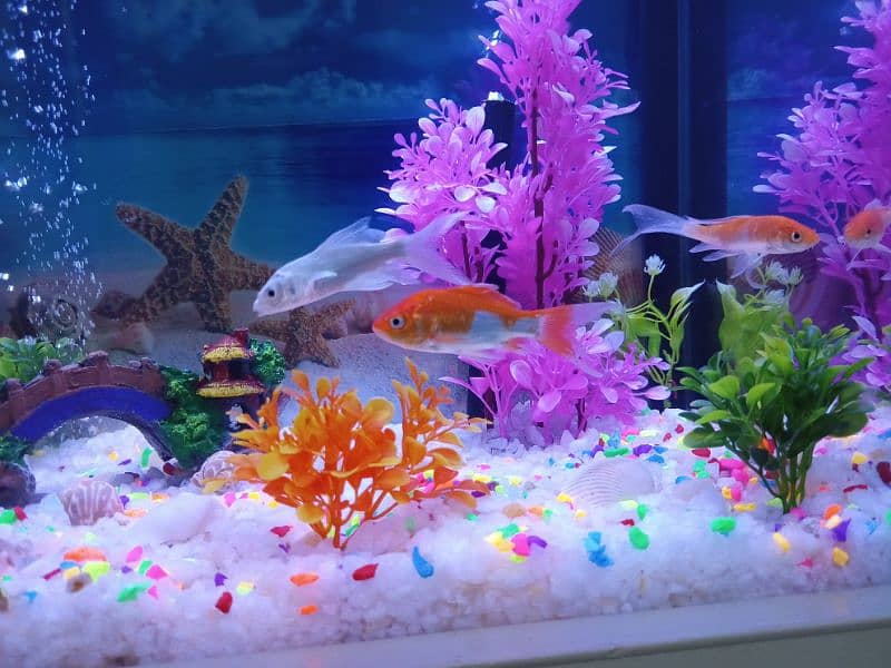 New Aquarium with Fishes 10/10 condition 4