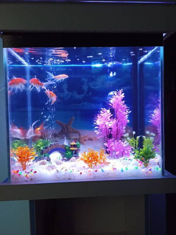 New Aquarium with Fishes 10/10 condition 5