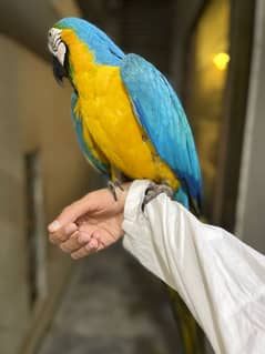 blue and gold maccaw