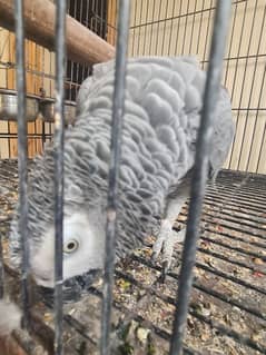 African grey breeding pair