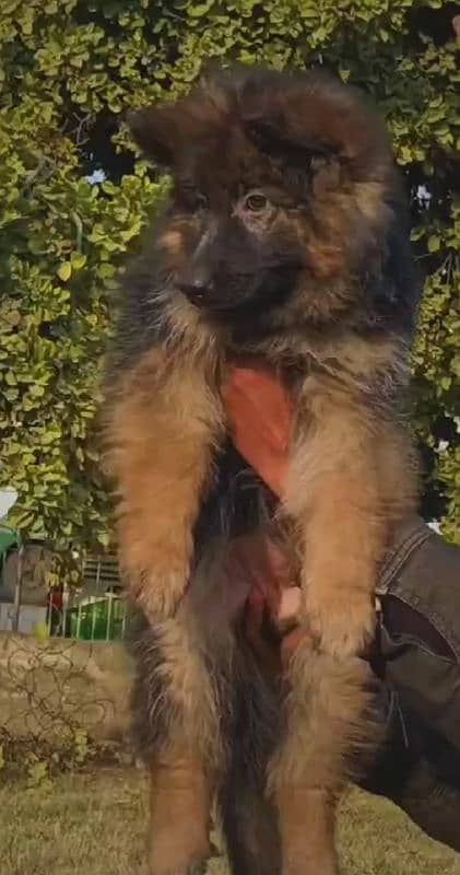 German Shepherd puppies 03251665241 0