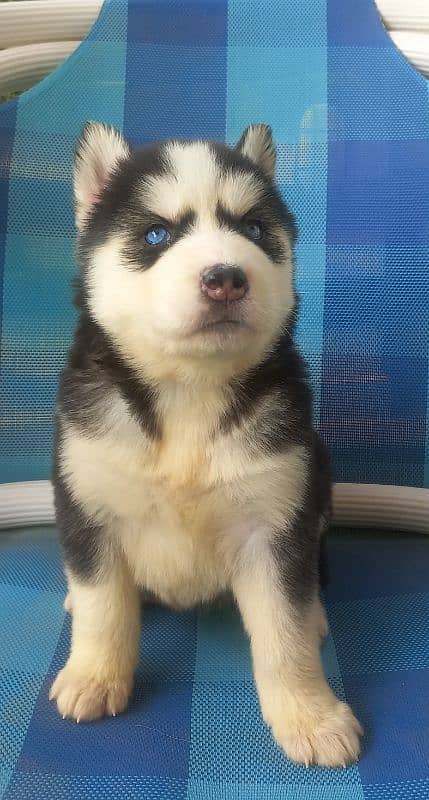 Siberian Husky Pair/ Blue Eyes /Wooly Coat 7