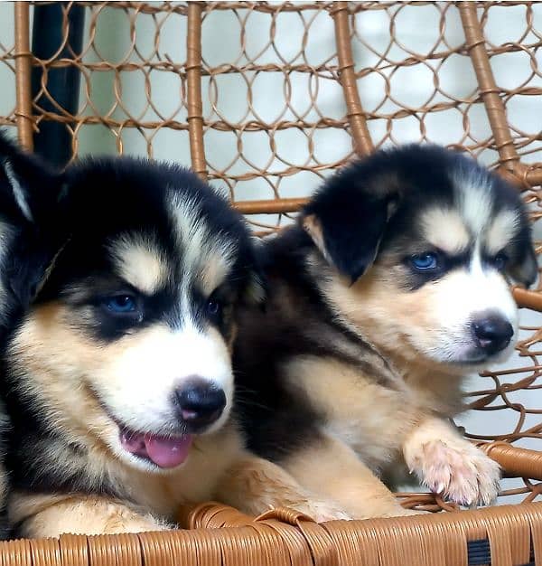 Siberian Husky Pair/ Blue Eyes /Wooly Coat 8