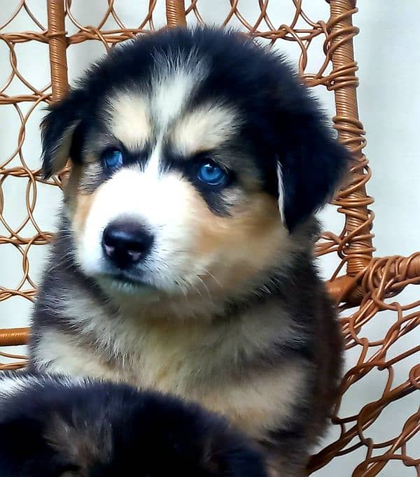 Siberian Husky Pair/ Blue Eyes /Wooly Coat 6